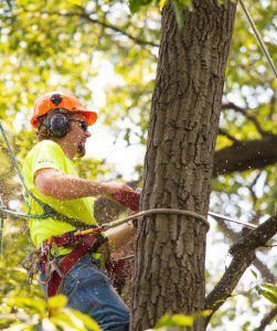 Expert Austin Tree Pruning Services for Well-Manicured Trees around Camp Swift, TX